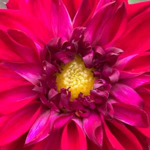 Bright Dahlias: Windsong B1 - Hot Pink Dahlia Seedling