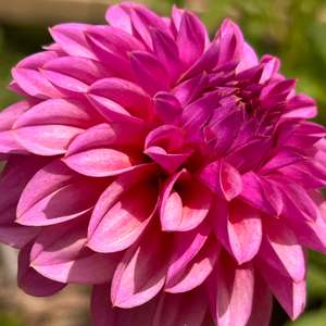 MW-B2 Seedling - Purple Ball Dahlia 2025/26