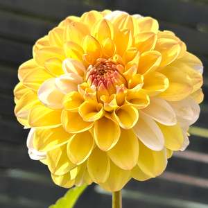 Bright Dahlias: Double Jill - Yellow/White Dahlia