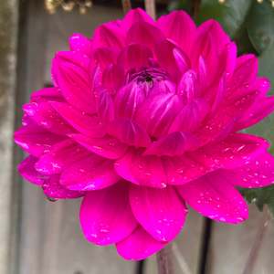 Bright Dahlias: GH Lammerse - Hot Pink Dahlia