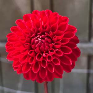 Bright Dahlias: Viking - Red Ball Dahlia