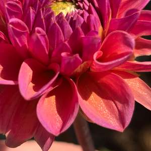Pastel Dahlias: MW-A2 Seedling - Glittery Rose Gold Dahlia 2025/26
