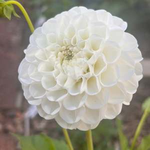 Pastel Dahlias: Boom Boom White Dahlia