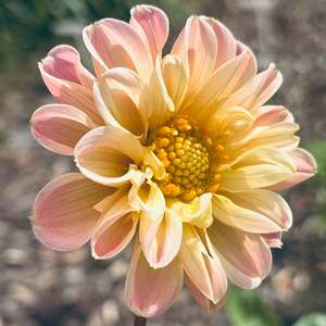 Pastel Dahlias: SW1 Seedling Dahlia 2025/26