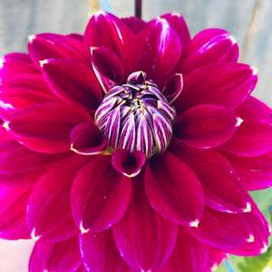 Maldini dahlia - dark purple with white tips