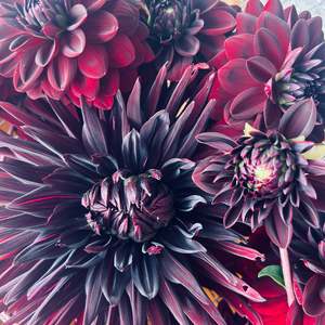 Moody Dark Dahlias: Black Jack Dahlia