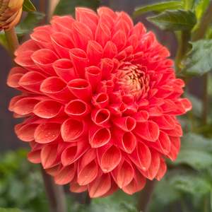 Jowey Linda - Orange Ball Dahlia