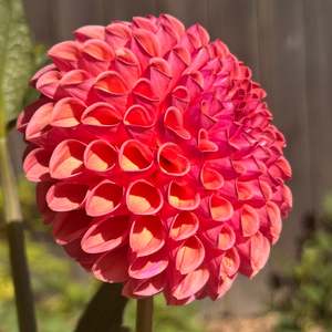 Snoho Jojo - Peachy Ball Dahlia