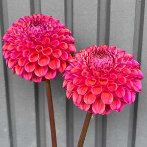 Bright Dahlias: Caitlin's Joy - Purple/Peach Ball Dahlia
