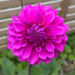 MW-B1 Seedling - Purple Ball Dahlia 2025/26