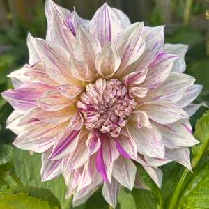 Cafe Twist (stripy Cafe au Lait dahlia)