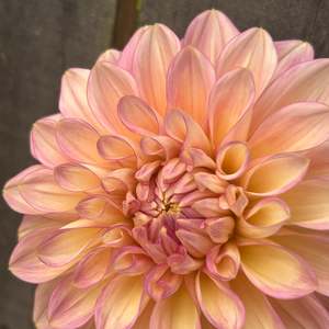 Cameo Peach (large pale pink Dahlia)