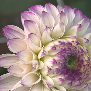 Pastel Dahlias: Genova (light purple and white Dahlia)