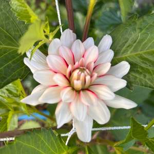 Pastel Dahlias: Short Track Dahlia