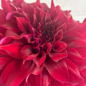 Moody Dark Dahlias: Spartacus - large velvety dark dahlia