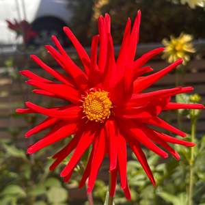 LB-4 Seedling Dahlia - red single cactus