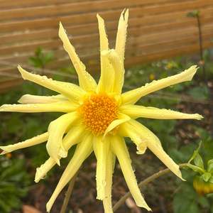 Bright Dahlias: LB-1 Seedling Dahlia - yellow single cactus