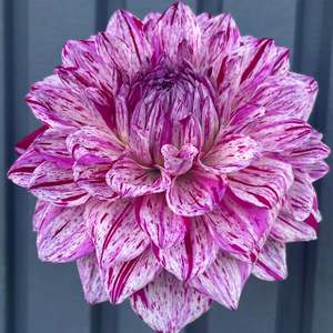 Bright Dahlias: Santander dahlia