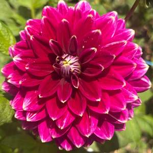Bright Dahlias: Maldini dahlia
