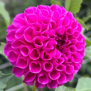 Bright Dahlias: Jan van Schlaffelaar dahlia