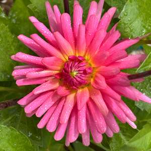Bright Dahlias: Pink Kerkrade dahlia