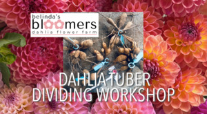 Events: Belinda's Bloomers Dahlia Tuber Dividing Class