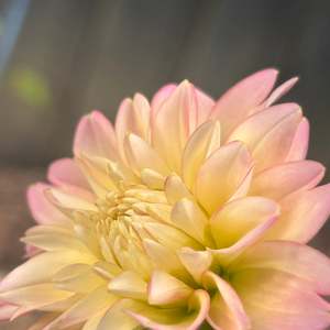 Pastel Dahlias: Rosemary Webb dahlia