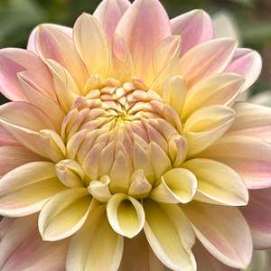 Coralie Dahlia