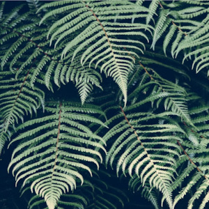 Auckland Central: Mindful Birth KGHypnobirthing