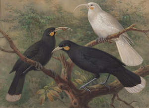 Museum Collection Prints Matatuhi Mai I Kohinga O Te Papa: Johannes Keulemans, 'Three Huia (Heteralocha acutirostris)', circa 1900 - Print
