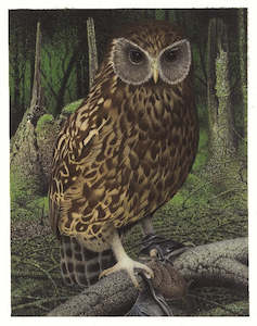 Museum Collection Prints Matatuhi Mai I Kohinga O Te Papa: Paul Martinson, 'Sceloglaux albifacies (Laughing Owl, Whekau)', 2004 - Print