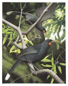 Museum Collection Prints Matatuhi Mai I Kohinga O Te Papa: Paul Martinson, 'Heteralocha acutirostris (Huia)', 2004 - Print