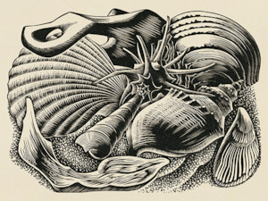 Wholesale: Shells; 1954 - Card
