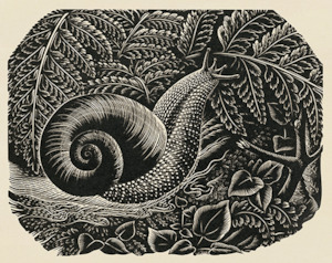 Kauri Snail; 1953 - Card