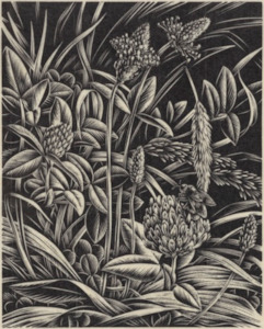Wholesale Fine Art Prints: E. Mervyn Taylor, 'Clover', 1949 - Print - wholesale
