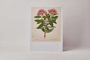 Sarah Featon Pohutukawa A3 print