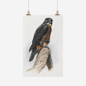 George Lodge Tea Towel Falcon Kārearea