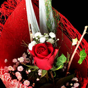 Frontpage: Single Red Rose