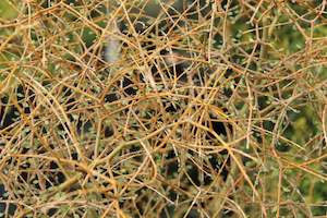 Coprosma Chch Canterbury: Coprosma virescens