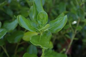 Coprosma Chch Canterbury: Coprosma r. Poor Knights