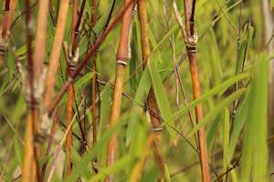Thamnocalamus crassinodus Gosainkund