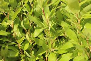 Bamboo Chch Canterbury: Shibataea kumasasa