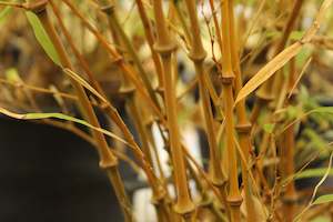 Bamboo Chch Canterbury: Chimonobambusa tumidissinoda