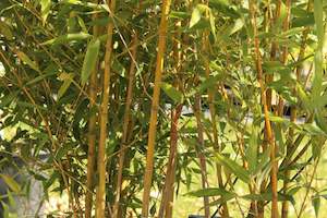 Phyllostachys sulphurum