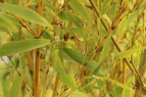 Bamboo Chch Canterbury: Phyllostachys nigra Henonis