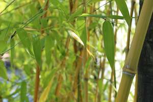 Phyllostachys irredescens