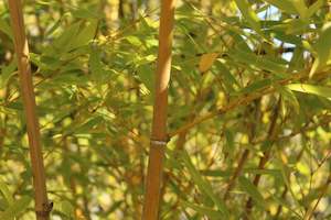 Phyllostachys edulis