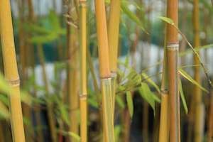 Bamboo Chch Canterbury: Phyllostachys Aurea Koi