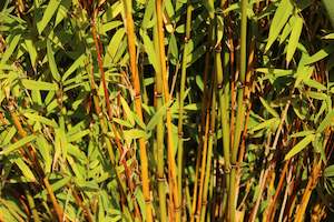 Bamboo Chch Canterbury: Drepanostachyum falcatum