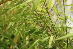 Bamboo Chch Canterbury: Bambusa gracilis